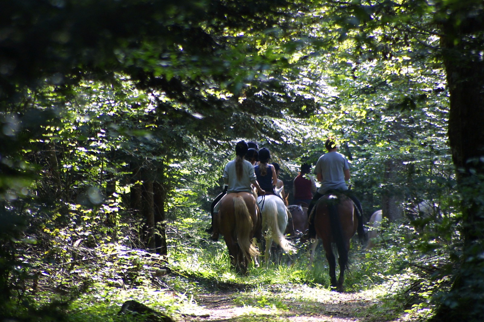 Ballade en cheval dans les forêts du Jura